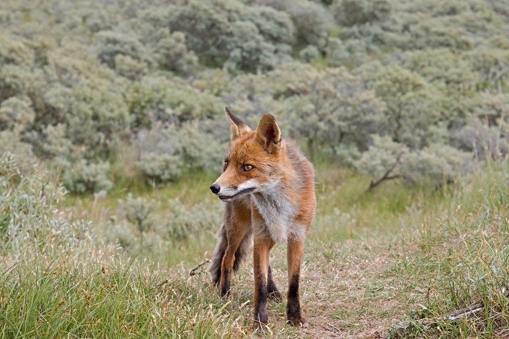 zoogdieren hdr natuur huisdieren zoogdier huisdier mammalia natuurmonumenten staatsbosbeheer zoo dierentuin
